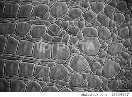 Texture and background of leather 12634537