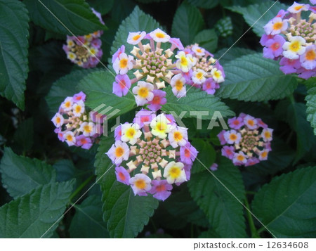 Cute flower of Lantana that seems to be mistaken for flowers of plants Cute flower of Lantana that seems to be mistaken for flowers of plants 12634608