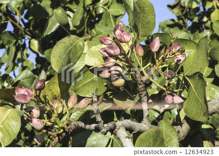 Pistachio tree branch Pistachio tree branch 12634923