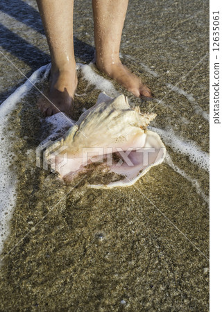 Shells on the beach. Foots in water Shells on the beach. Foots in water 12635061