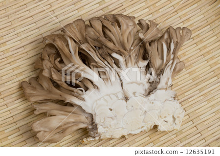 Maitake 12635191