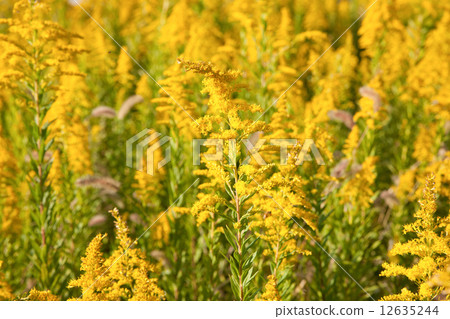 黃花 黃花 12635244