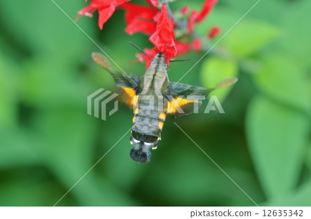 黑色hojaku 12635342