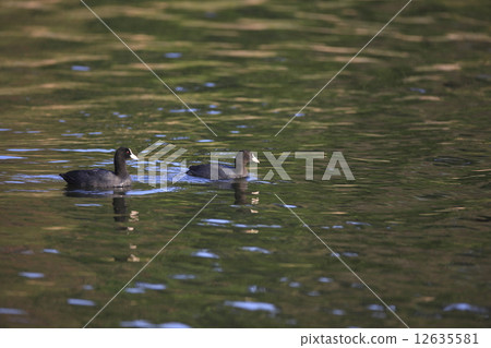 Oh van Oh van 12635581