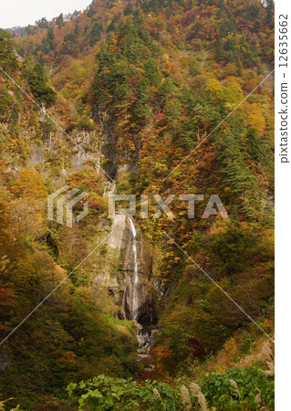 Autumnal leaves Hakusan super-forest road Autumnal leaves Hakusan super-forest road 12635662