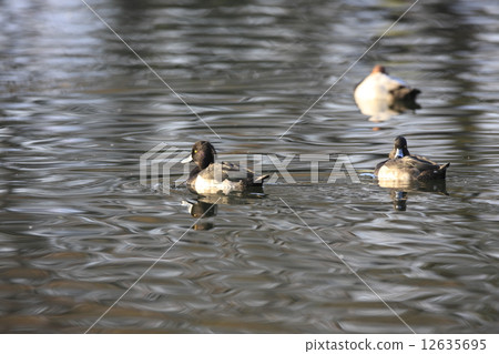 Kingfisher Kingfisher 12635695