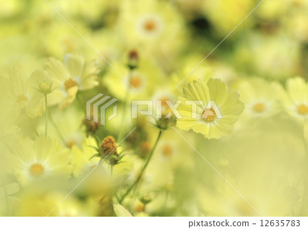 黃色花波斯菊 黃色花波斯菊 12635783
