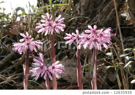 Shojo Bakama 12635938