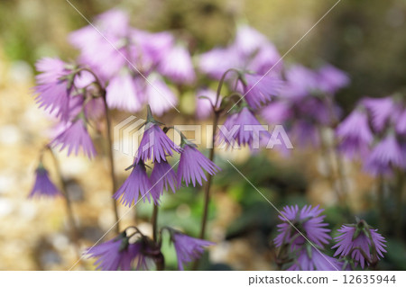 Flower of Iwagami Damashi 12635944