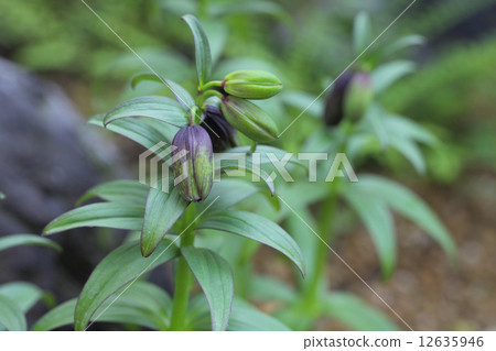 花蕾的芽 花蕾的芽 12635946