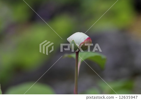 Bud of Yamax peony 12635947