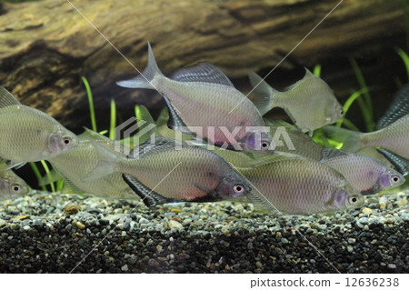 國家的天然紀念碑Itasenpara 國家的天然紀念碑Itasenpara 12636238