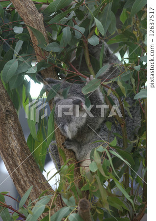 Koala 12637517