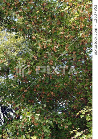 圖圖卡德的翼·10月下旬 圖圖卡德的翼·10月下旬 12637952