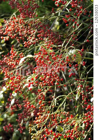 鄰居紅色水果 鄰居紅色水果 12638033