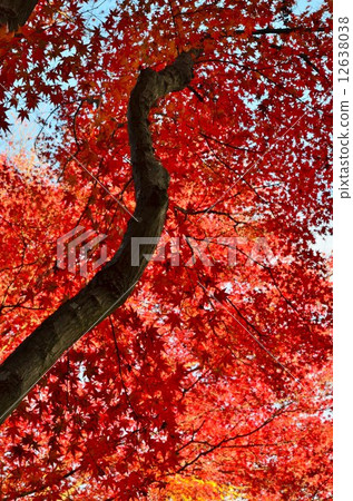 京都Naojin的Momiji 12638038