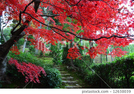 京都Eikyuin的Momiji 12638039