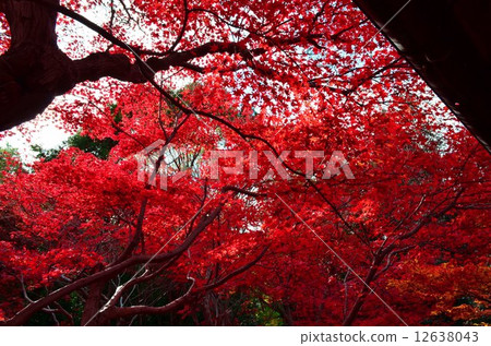 Red maple of Kyoto Mirarian Red maple of Kyoto Mirarian 12638043