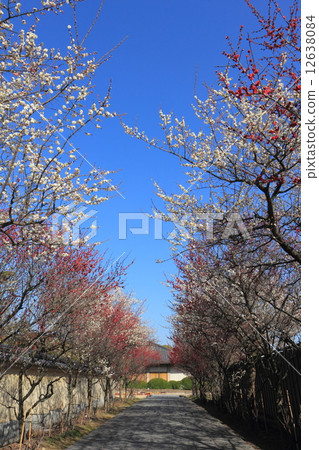 在狹小通道的Yakushiji寺廟Genzai Sanzoin城堡 在狹小通道的Yakushiji寺廟Genzai Sanzoin城堡 12638084