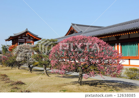 Yakushiji寺玄海Sanzoin竹李子 Yakushiji寺玄海Sanzoin竹李子 12638085
