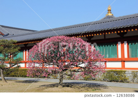 Yakushiji寺玄海Sanzoin竹李子 Yakushiji寺玄海Sanzoin竹李子 12638086