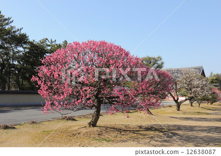 Yakushiji寺玄海Sanzoin竹李子 Yakushiji寺玄海Sanzoin竹李子 12638087