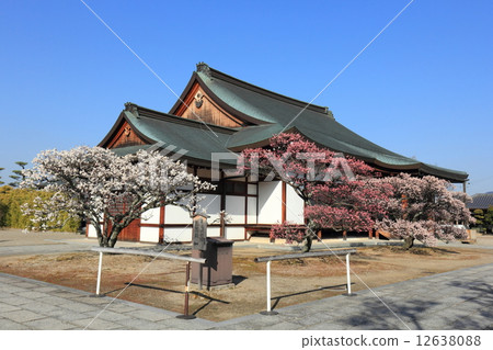Yakushiji Temple的梅花 Yakushiji Temple的梅花 12638088