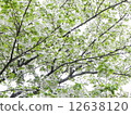 Oshimazakura 12638120
