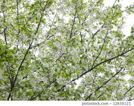 OOSHIMAZAKURA OOSHIMAZAKURA 12638121