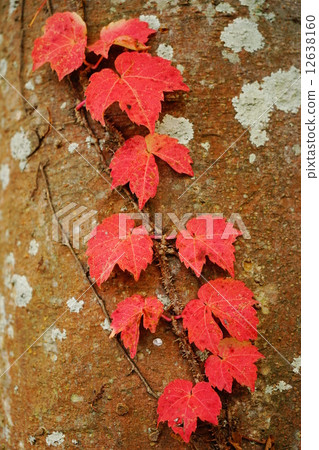 Autumn ivy 12638160