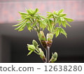 Marronier 12638280