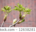 Marronier 12638281