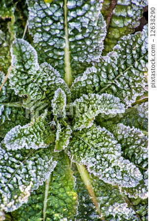 leaves with ice crystals leaves with ice crystals 12638290