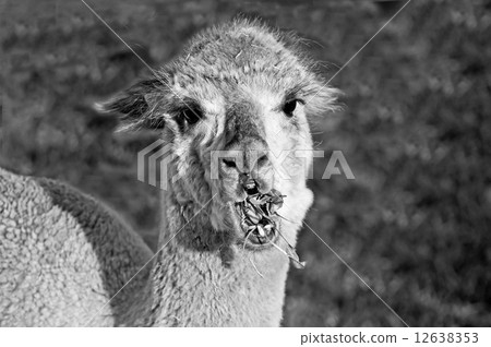 Alpaca Alpaca 12638353