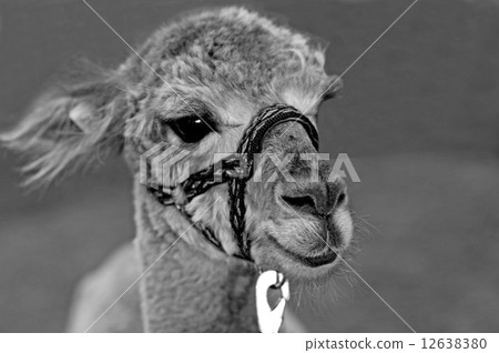 Alpaca with holster 12638380