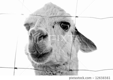 Alpaca, Vicugna pacos Alpaca, Vicugna pacos 12638381