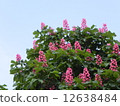 Marronier 12638484