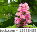 Marronier 12638485