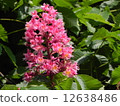 Marronier 12638486