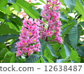 Marronier 12638487