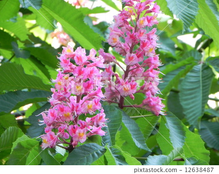 七葉樹 12638487