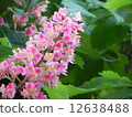 Marronier 12638488