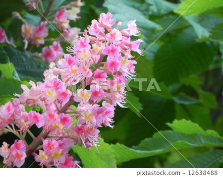 Marronier Marronier 12638488