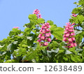 Marronier 12638489