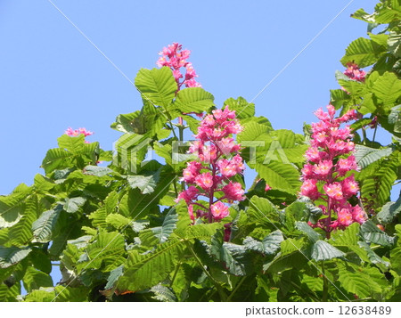 七葉樹 12638489