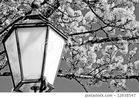 Norway maple blooming with lantern 12638547