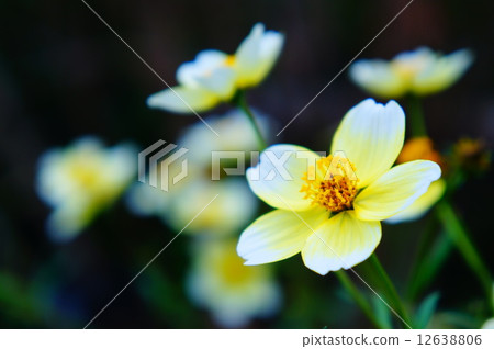 Winter Cosmos 12638806