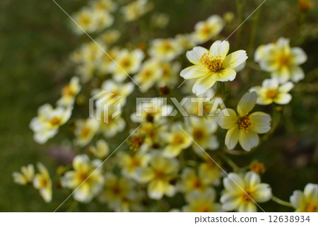 Winter Cosmos 12638934