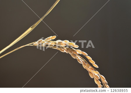 Rice field 12638935