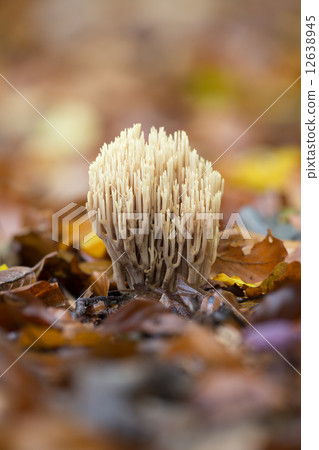 Strict-branch coral (Ramaria stricta) at the forest floor 12638945